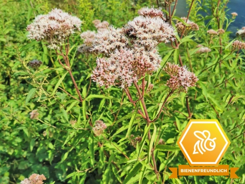 Wasserdost rot - Eupatorium purpureum